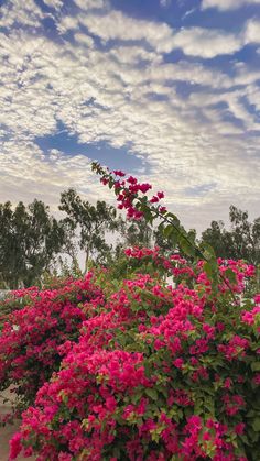 pink flowers are blooming on the side of a road