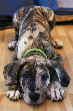 a brown and black dog laying on top of a hard wood floor