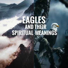 an eagle sitting on top of a tree branch next to the words eagles and their spirital meaningss