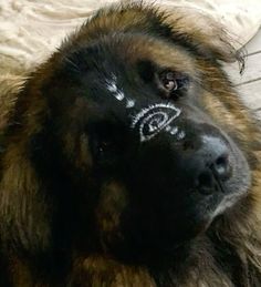 a close up of a dog with white writing on it's face