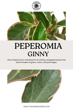 Meet Peperomia 'Ginny' - your new favorite houseplant! With its vibrant green leaves edged in creamy white, 'Ginny' adds a pop of freshness and charm to any room. Easy to care for and compact in size, it's the perfect choice for busy plant lovers and small spaces. Elevate your indoor oasis with the delightful presence of Peperomia 'Ginny' today! #PeperomiaGinny #IndoorPlants #HomeDecor #PlantLovers #Greenery #InteriorDesign #VibrantLiving #CompactBeauty #EasyCare #BotanicalCharm Peperomia Ginny, Peperomia Plant, Gardening Gift, Care Home