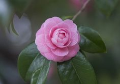 a pink flower with green leaves around it