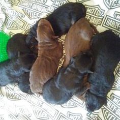 four puppies are curled up in a pile