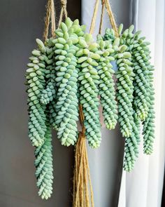 a bunch of green bananas hanging from a rope next to a window with white curtains