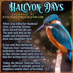 A blue and orange kingfisher bird is perched on a pale twig. The background is mottled shades of dark brown, and there are snowflakes in the air. The text details the origin of Halcyon Days in ancient Greece and outlines its modern interpretation. Presented by Inked Goddess Creations. Grey Witch, Spirit Animal Meaning, Pagan Festivals, Purple Witch, Stormy Seas, Crystal Purple, Kingfisher Bird