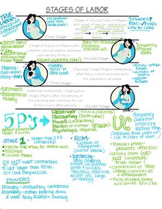 the stages of labor info sheet