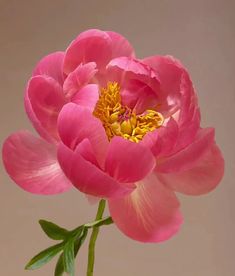 a pink flower with green leaves in a vase