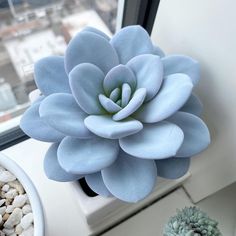 a blue flower sitting on top of a window sill next to a potted plant