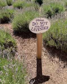 a sign that says please do not flush the lavender in front of some lavender bushes