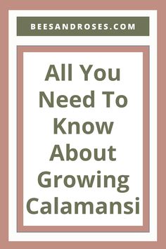 the words, all you need to know about growing galanansi