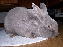 a gray rabbit sitting on top of a white rug