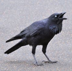 a black bird with its mouth open standing on the ground