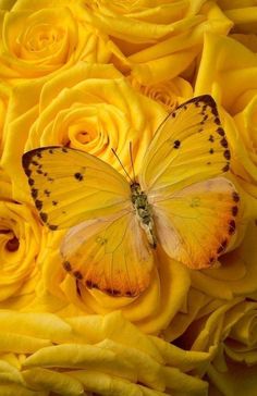 a butterfly sitting on top of yellow roses