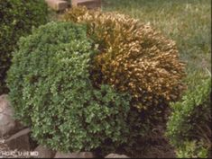 some bushes and rocks in the grass