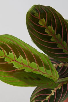 a green plant with red stripes on it's leafy leaves, against a white background