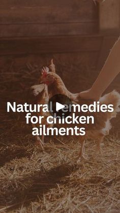 a woman is petting a chicken in the barn with text that reads natural remedies for chicken allments