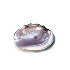 an oyster shell on a white surface with a small pearl in the middle of it