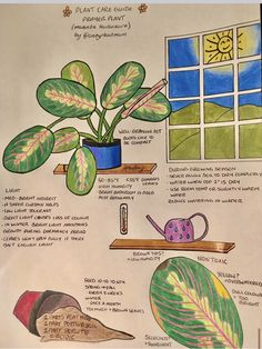 a drawing of some plants in front of a window with the words plant care around it