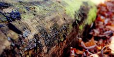 a close up of a tree trunk with leaves on the ground