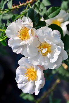 three white flowers with yellow centers on them