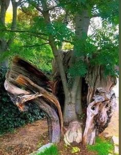 an old tree that has been cut down and is in the middle of some grass