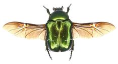 a green and yellow insect on a white background