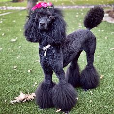 a black poodle standing on top of a lush green field