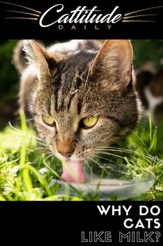 a cat with its tongue hanging out in front of the camera and captioned, why do cats like milk?