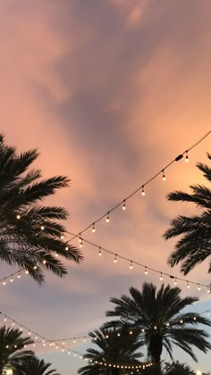 palm trees and string lights in the evening