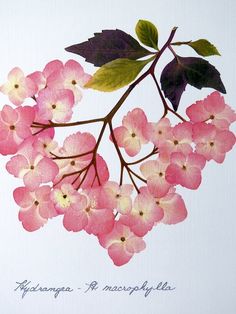 a painting of pink flowers with green leaves