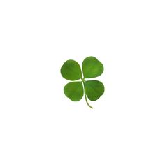 a four leaf clover on a white background