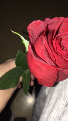 a person holding a red rose in their hand