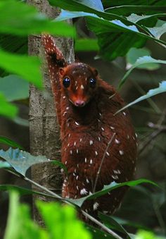 a small brown and white animal standing on top of a tree in a forest next to green leaves