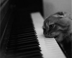 a cat sitting on top of a piano keyboard with it's head resting on the keys