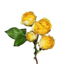 three yellow roses with green leaves on a white background