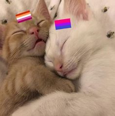 two kittens sleeping next to each other on a bed with their eyes closed and one has a rainbow stick in it's head