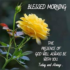 a yellow flower sitting on top of a green leafy plant next to a black background