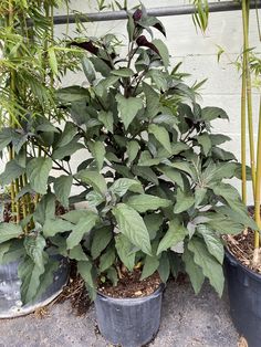 several potted plants in front of a white wall