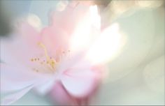 a pink flower is in the middle of blurry image with light coming from behind it