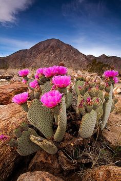 many pink flowers are growing in the desert