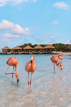 four flamingos standing in shallow water near the shore and thatched huts behind them