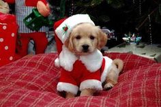 a dog wearing a santa outfit sitting on a bed