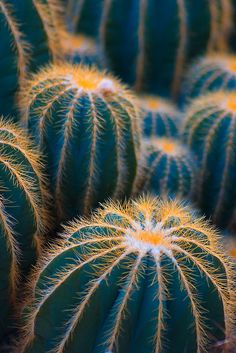 many green and yellow cactus plants with long spines on the top, all facing different directions