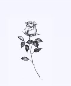 Rose Tattoo, Sorority, Flower Tattoo, Drawings, Flowers, Pins, Canela