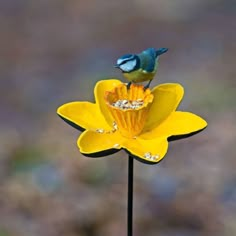 a blue bird sitting on top of a yellow flower