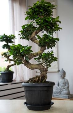 a bonsai tree in a black pot on a table