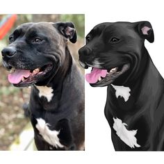 two black and white dogs with their mouths open