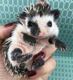 a small hedge sitting on top of someone's hand