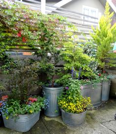 several potted plants in front of a wooden fence