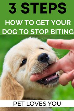 a person petting a dog with the words 3 steps how to get your dog to stop biting